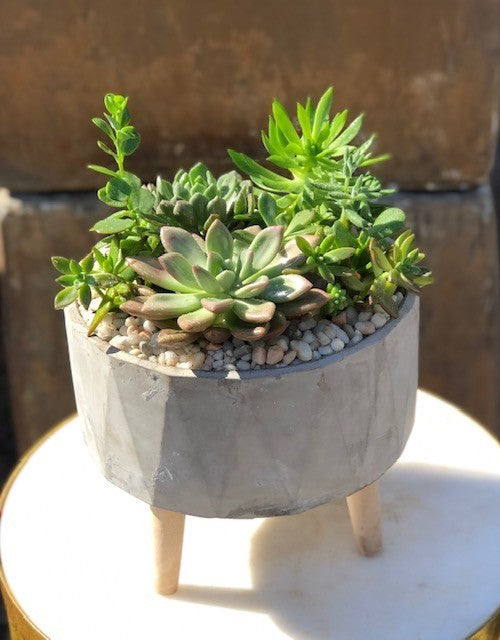 Succulent Bowl