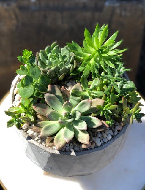 Succulent Bowl