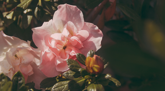 peonies houston