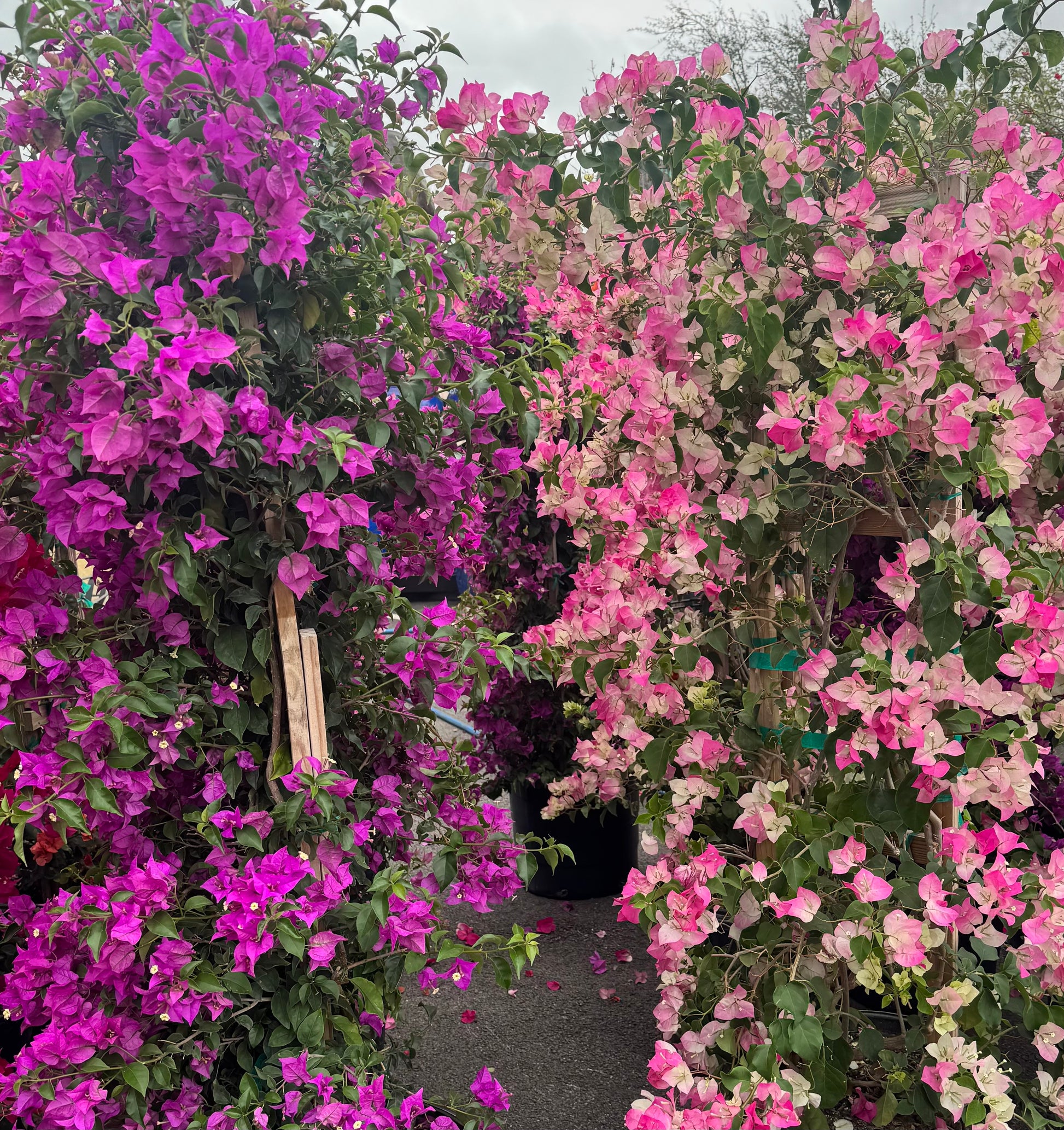 bougainvillea plant trellis Purple Bougainvillea Trellis