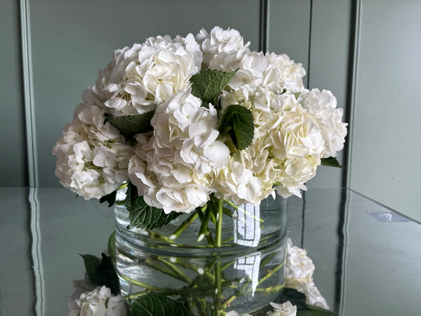 Moonlight Hydrangea