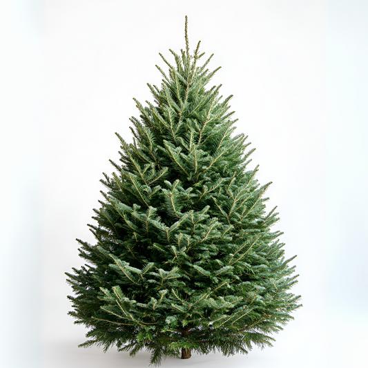 Fresh Natural Fraser Fir Christmas Trees