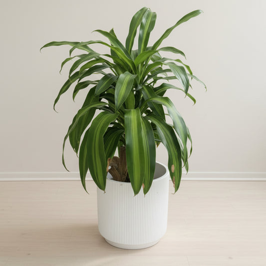 Corn Plant