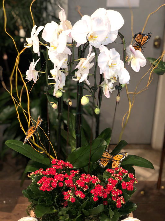 Orchids & Butterflies