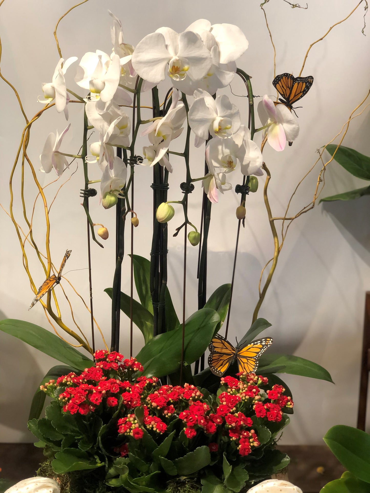 Orchids & Butterflies