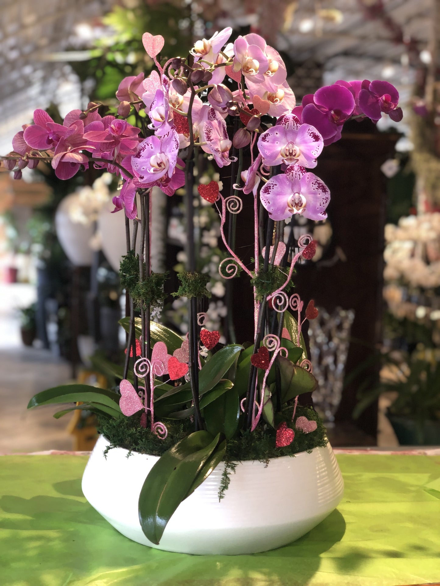 Pink Orchids