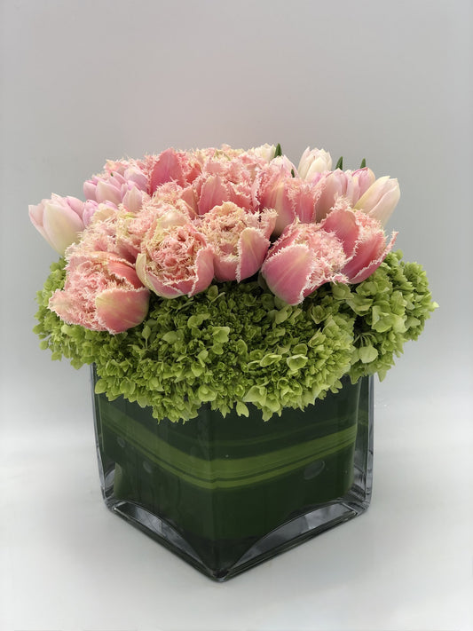 Pink Fringed Tulips