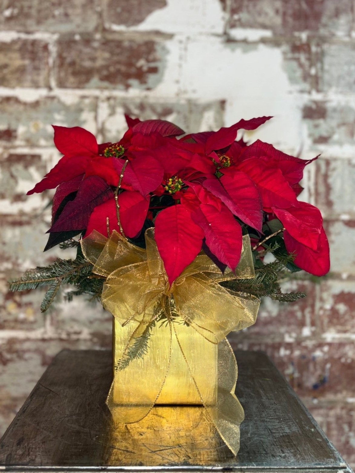 Red Poinsettia Gift