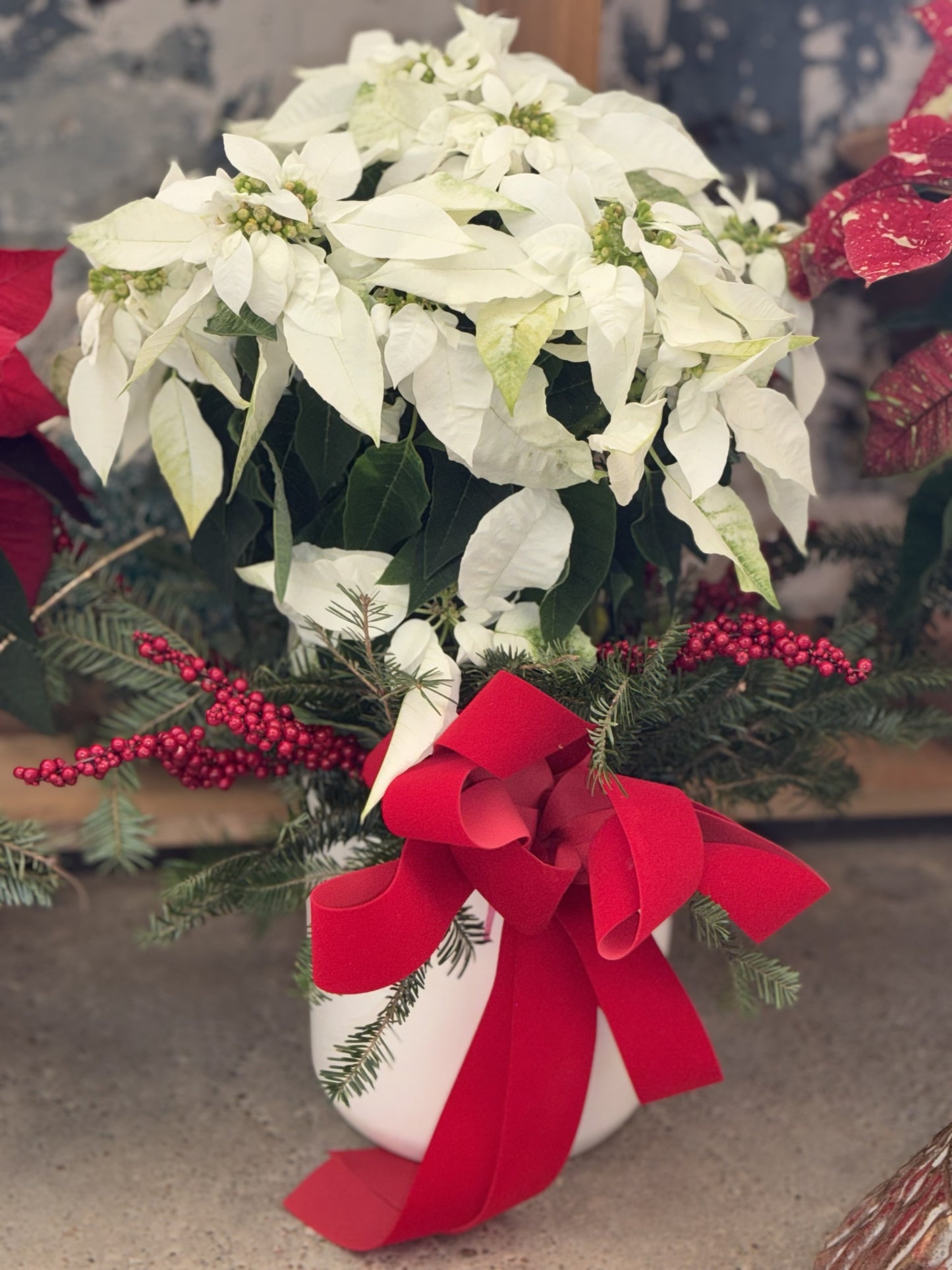 White Poinsettia Plant