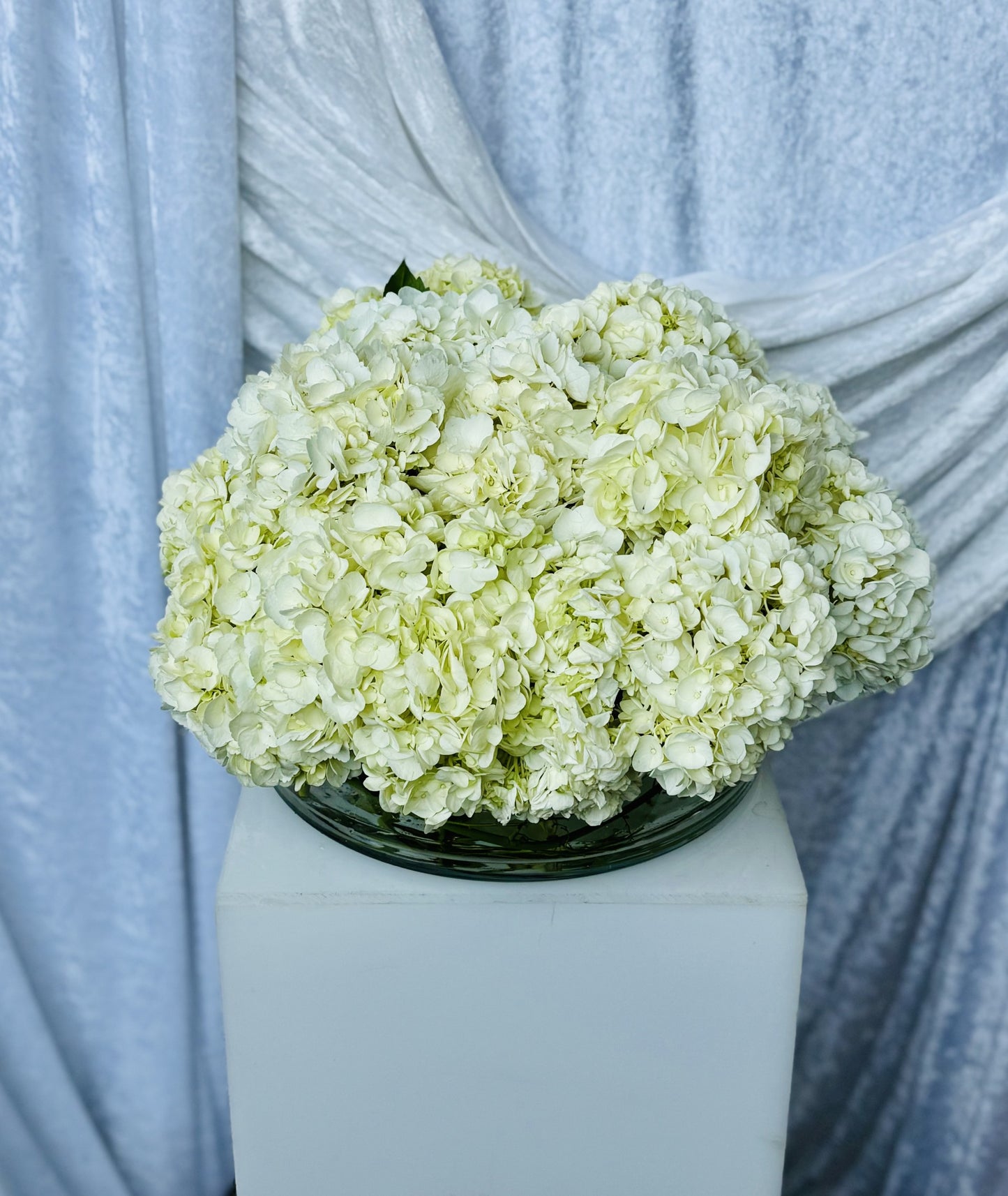 Moonlight Hydrangea