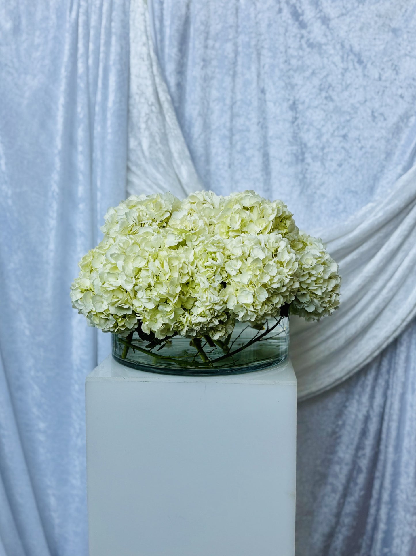 Moonlight Hydrangea