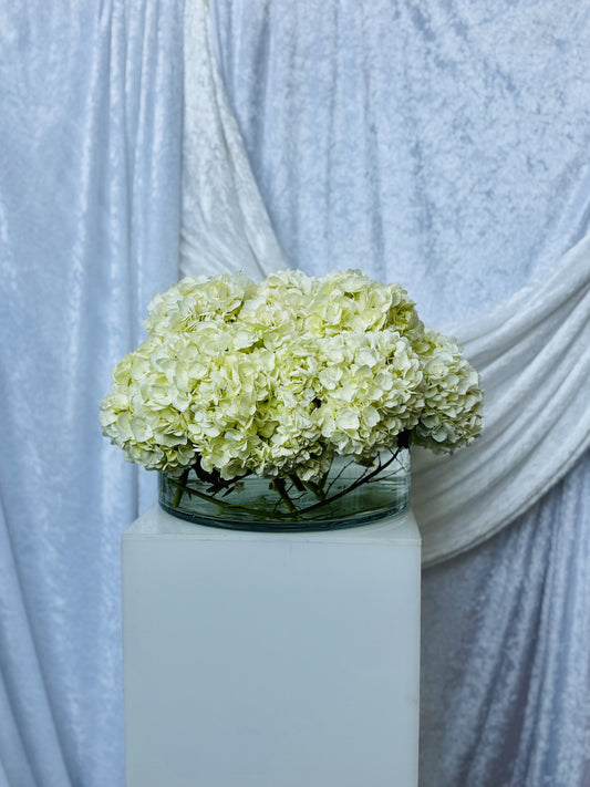 Moonlight Hydrangea