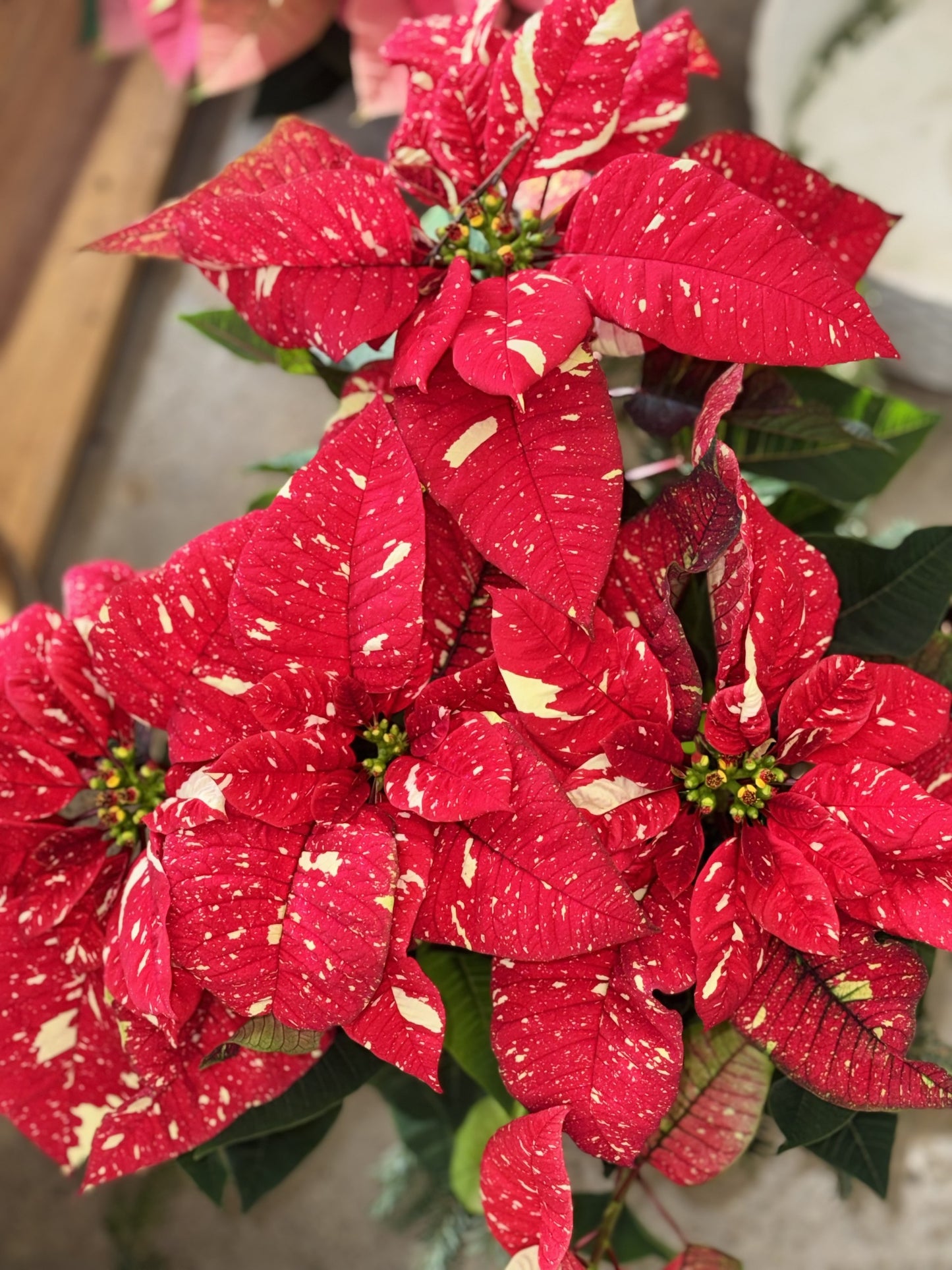 Glitter Christmas Poinsettia