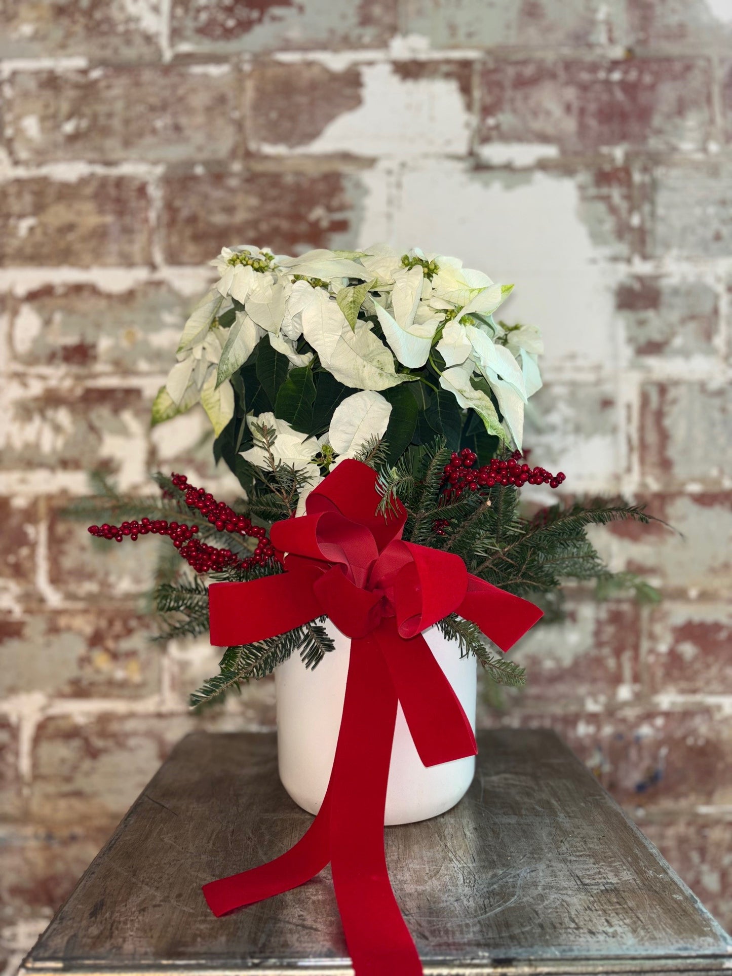 White Poinsettia Plant