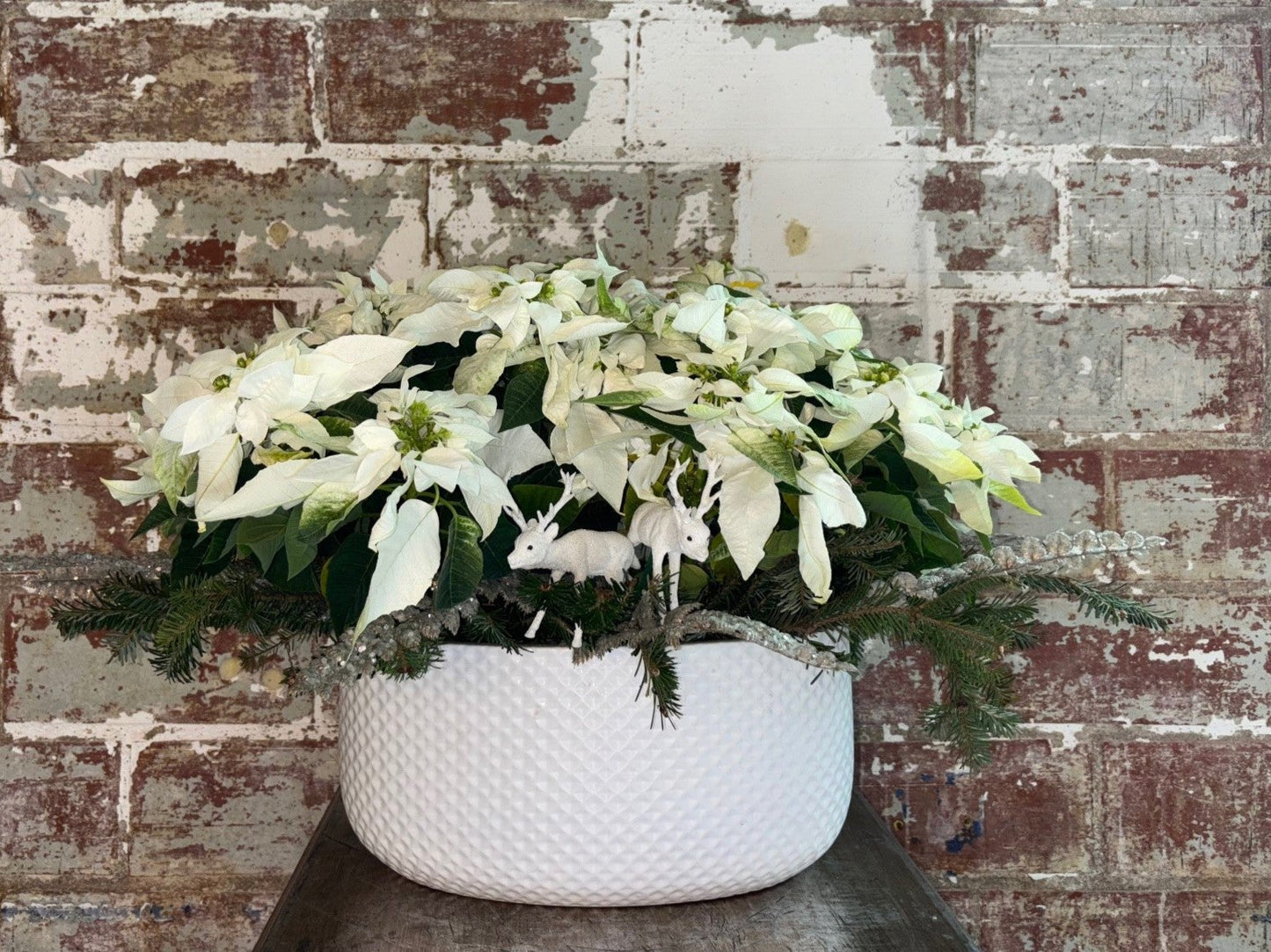 Double White Poinsettia