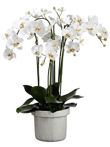 Four Stem White Orchid
