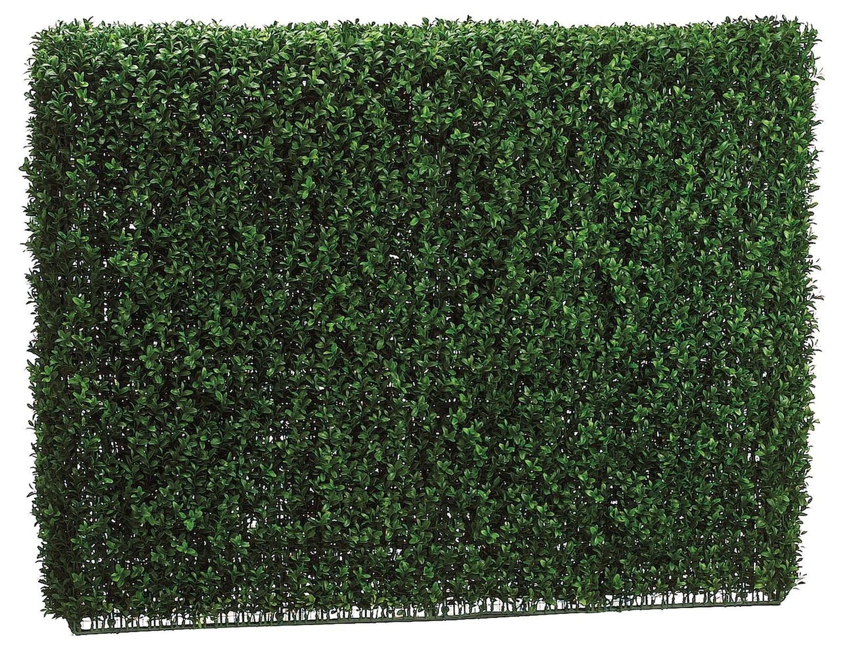 Boxwood Hedges – Plants N' Petals