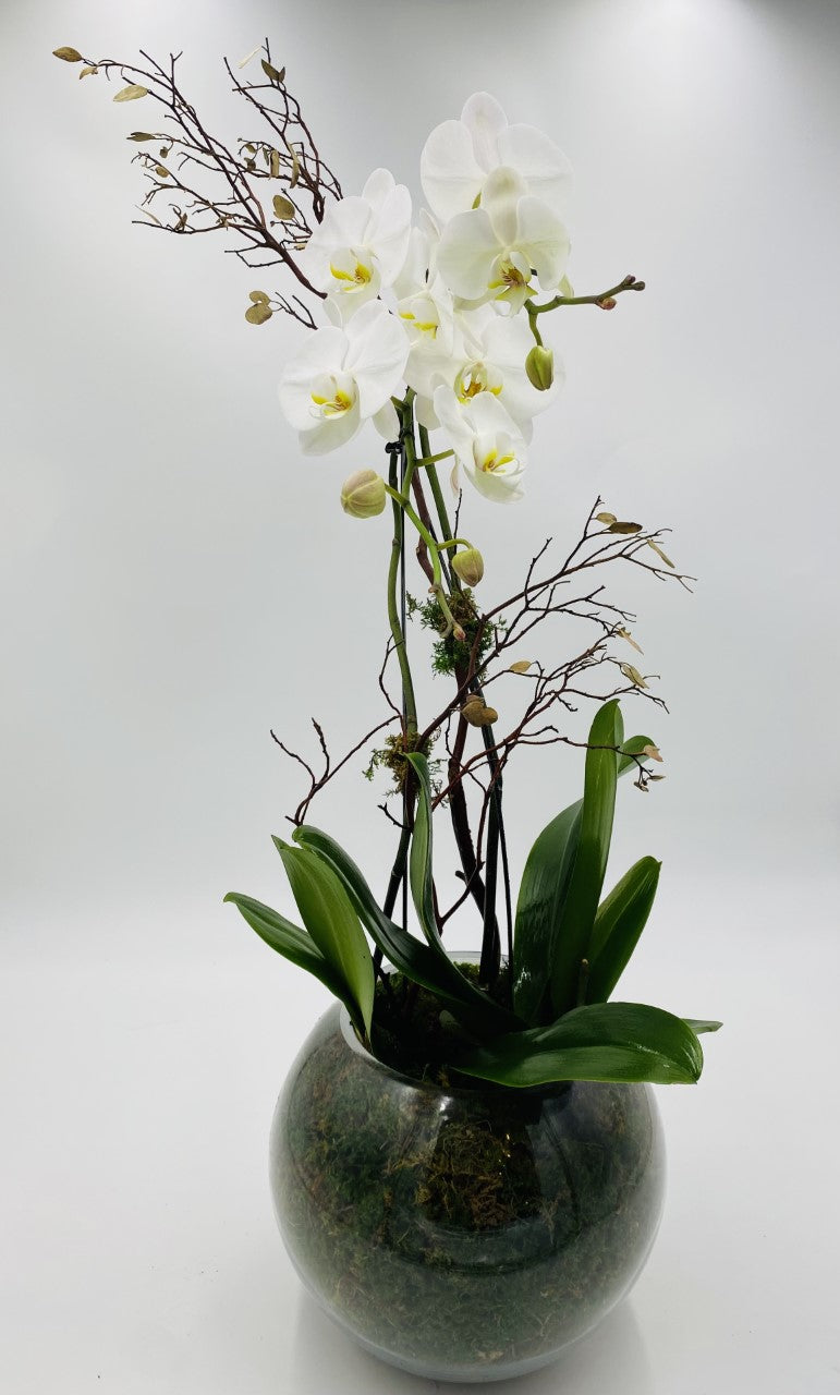 Bubble Bowl Orchid