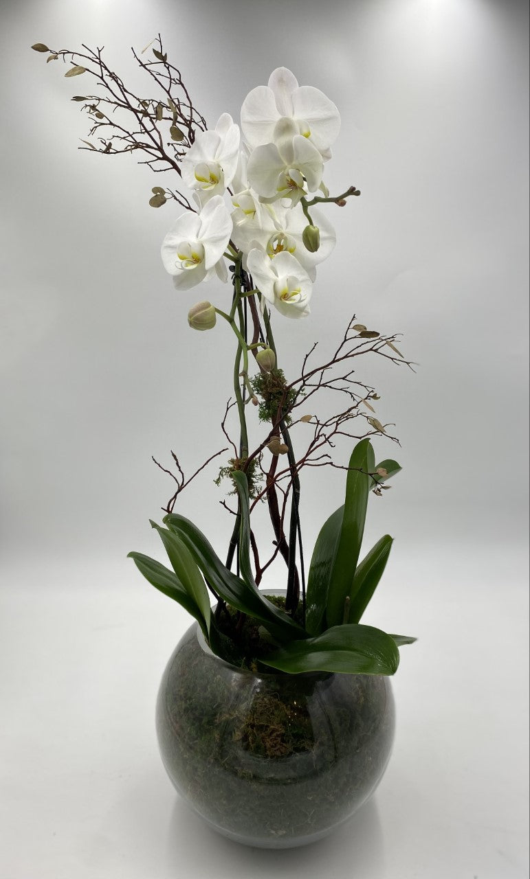 Bubble Bowl Orchid