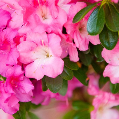Hot Azalea