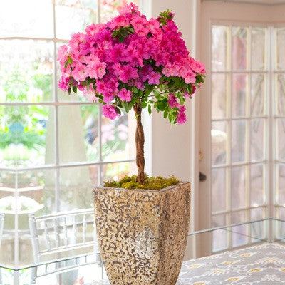Hot Azalea