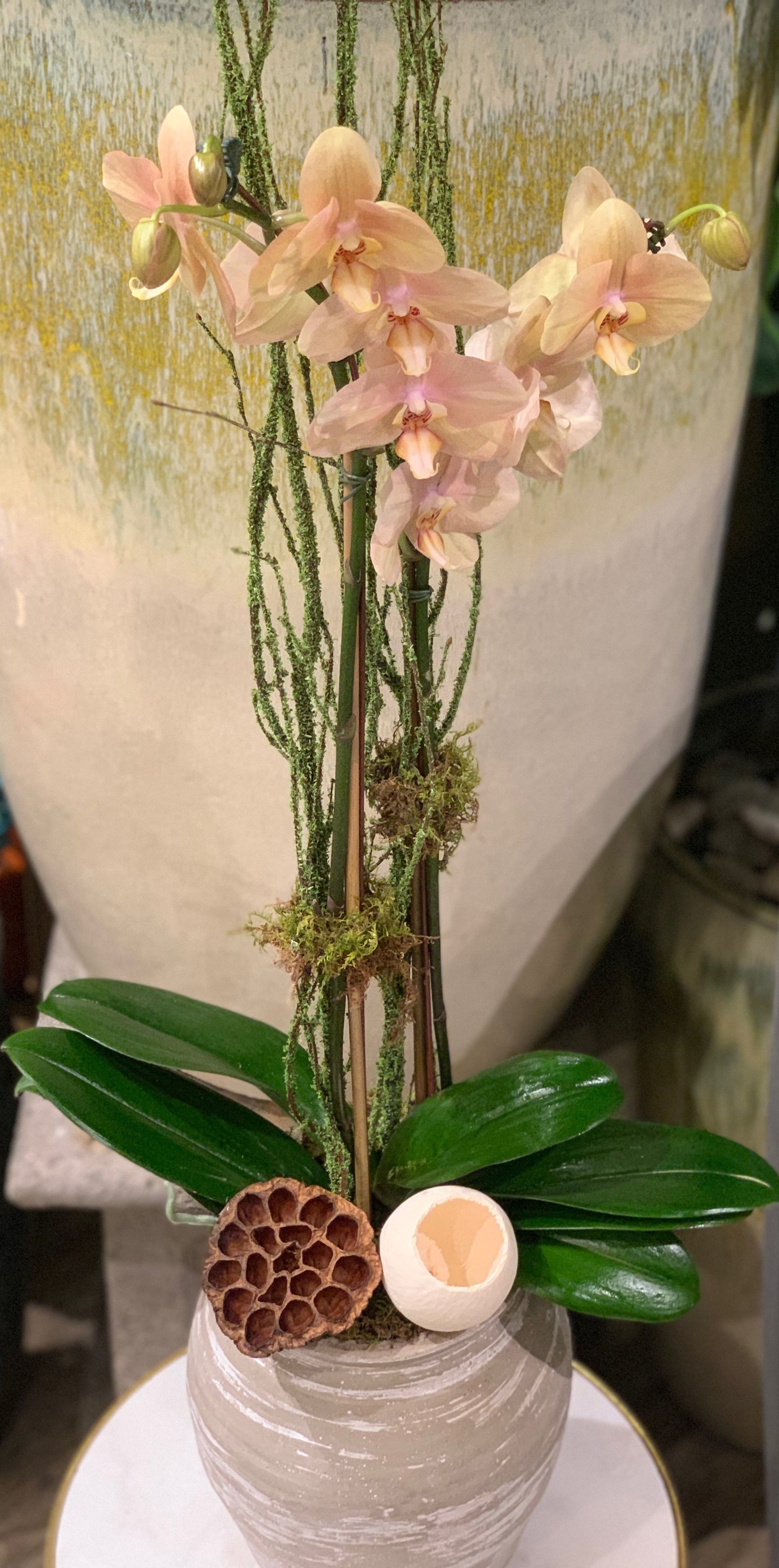 Botanical Orchid