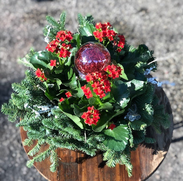 Dressed Kalanchoe
