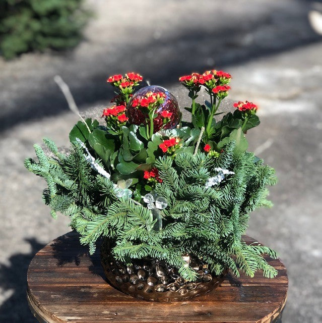 Dressed Kalanchoe