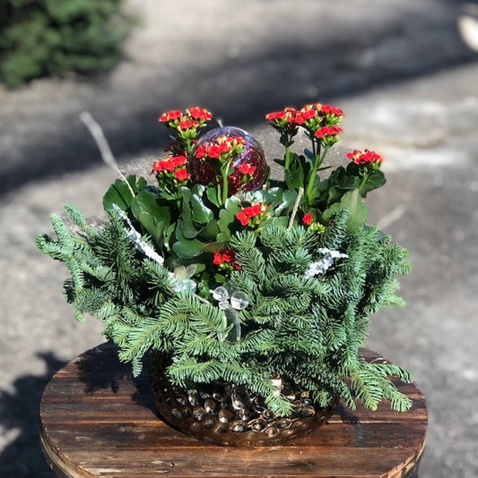 Dressed Kalanchoe