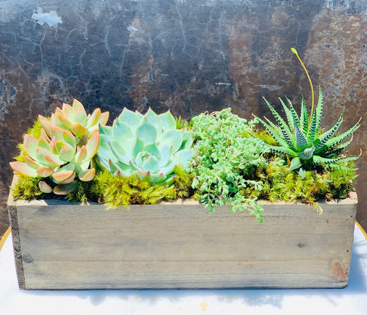 Southern Succulents