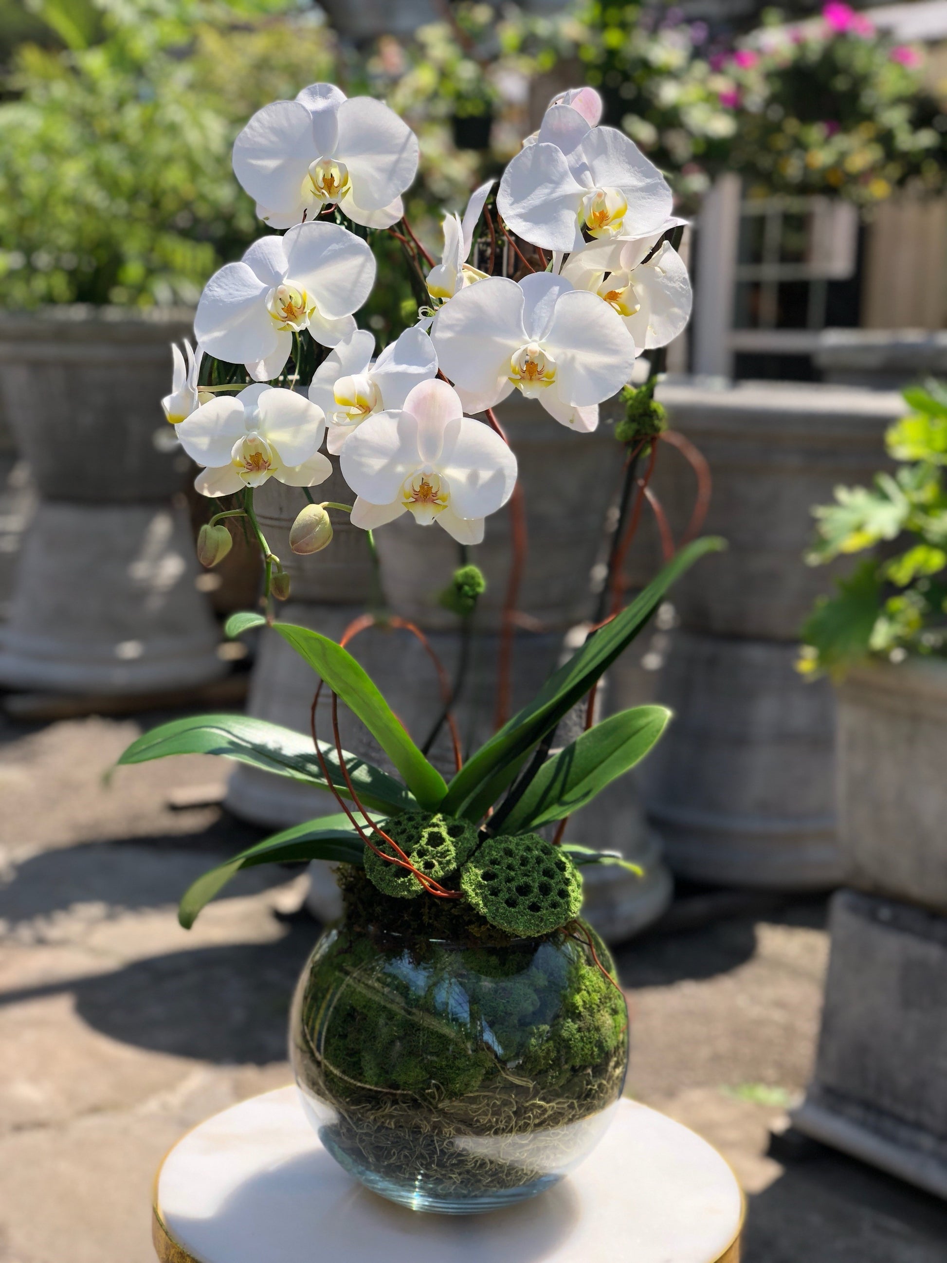 2 Spike White Phalaenopsis Orchid Plants with moss clusters and a Peace  Lily — URBAN FLOWERS