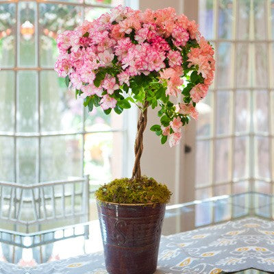 Soft Azalea