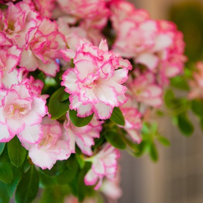Soft Azalea