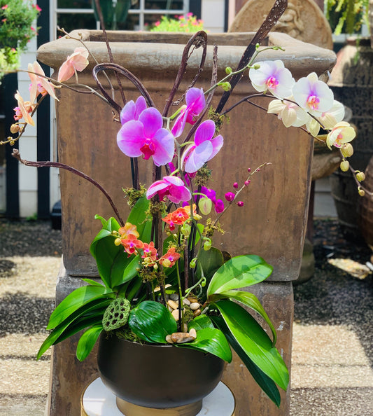 Orchid Paradise