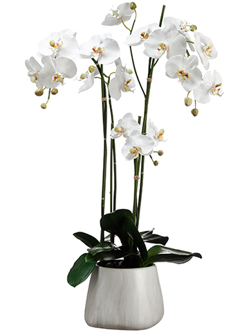 Tall White Orchid