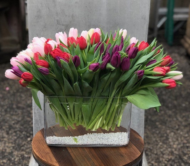 Tulips Tulips