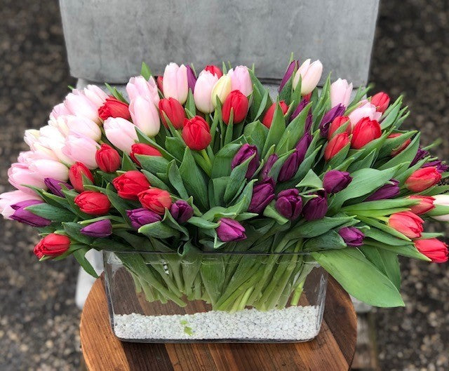 Tulips Tulips